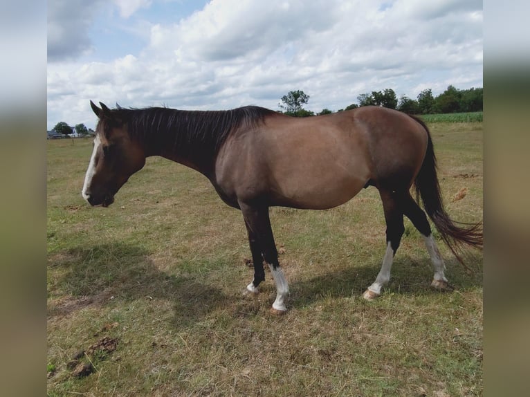 Pura sangre irlandés Caballo castrado 10 años 162 cm Castaño in Oebisfelde