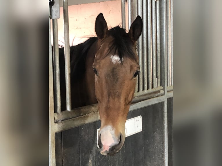 Pura sangre irlandés Caballo castrado 10 años 165 cm Castaño in Koekelare