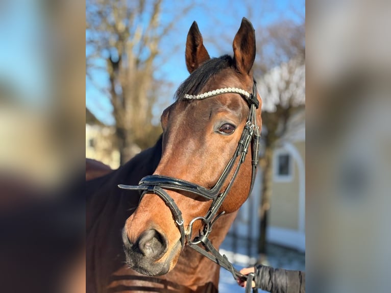 Pura sangre irlandés Caballo castrado 10 años 166 cm Castaño in Stadl-Paura