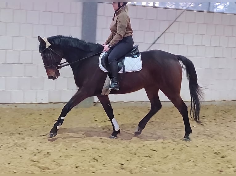 Pura sangre irlandés Caballo castrado 10 años 168 cm Castaño in Blomberg