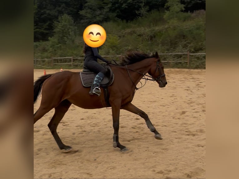 Pura sangre irlandés Caballo castrado 10 años 169 cm Castaño in Wallmenroth