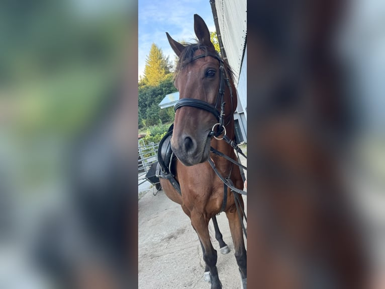 Pura sangre irlandés Caballo castrado 10 años 169 cm Castaño in Wallmenroth