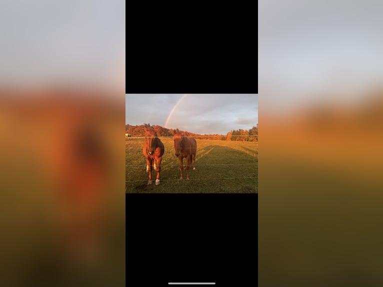 Pura sangre irlandés Caballo castrado 10 años 170 cm Alazán in Sonnenbühl