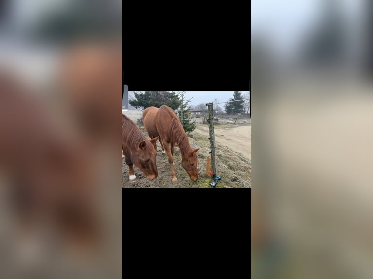 Pura sangre irlandés Caballo castrado 10 años 170 cm Alazán in Sonnenbühl