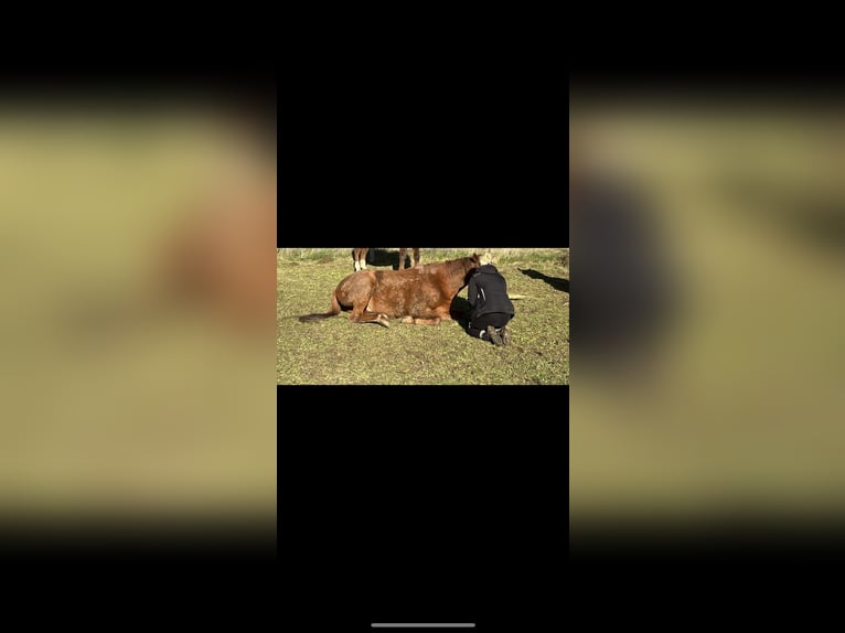 Pura sangre irlandés Caballo castrado 10 años 170 cm Alazán in Sonnenbühl