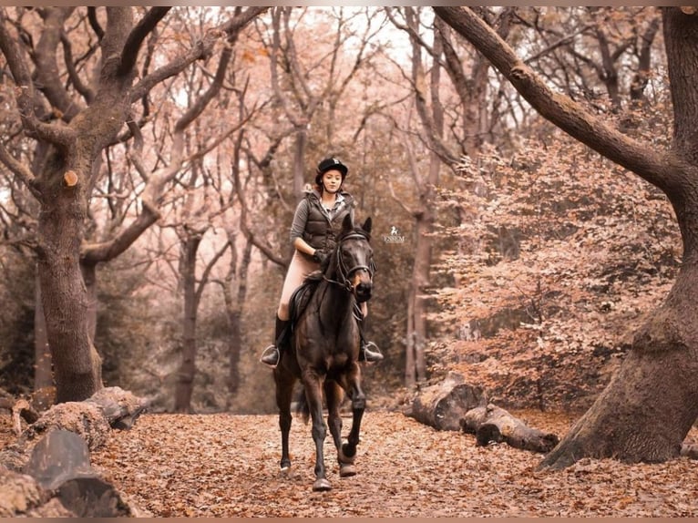Pura sangre irlandés Caballo castrado 10 años 173 cm Castaño oscuro in Horsforth, Leeds