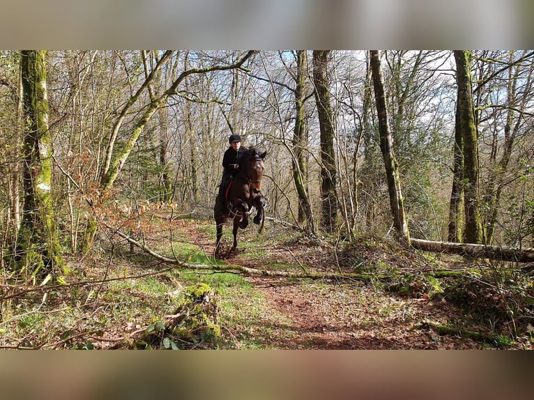 Pura sangre irlandés Caballo castrado 11 años 160 cm Castaño in Callac
