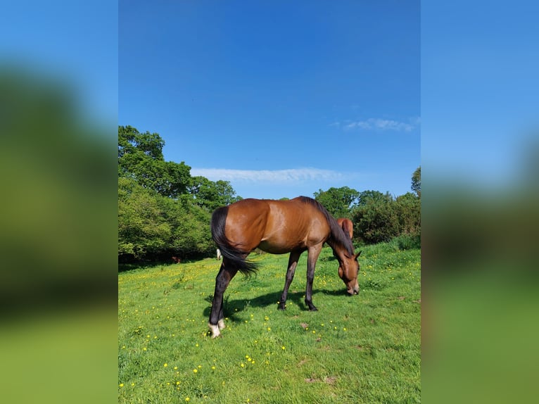 Pura sangre irlandés Caballo castrado 11 años 160 cm Castaño in Callac