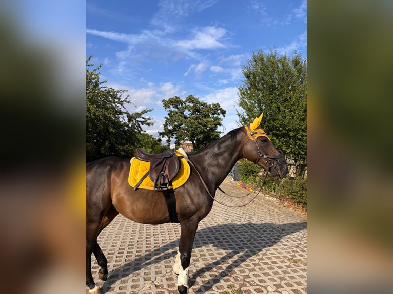 Pura sangre irlandés Caballo castrado 11 años 163 cm Castaño in Leiblfing