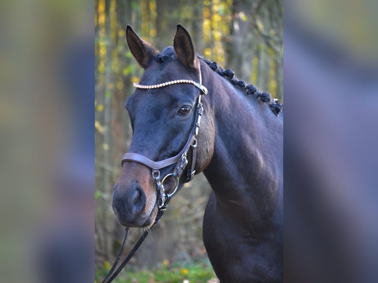 Pura sangre irlandés Caballo castrado 11 años 163 cm Castaño in Leiblfing