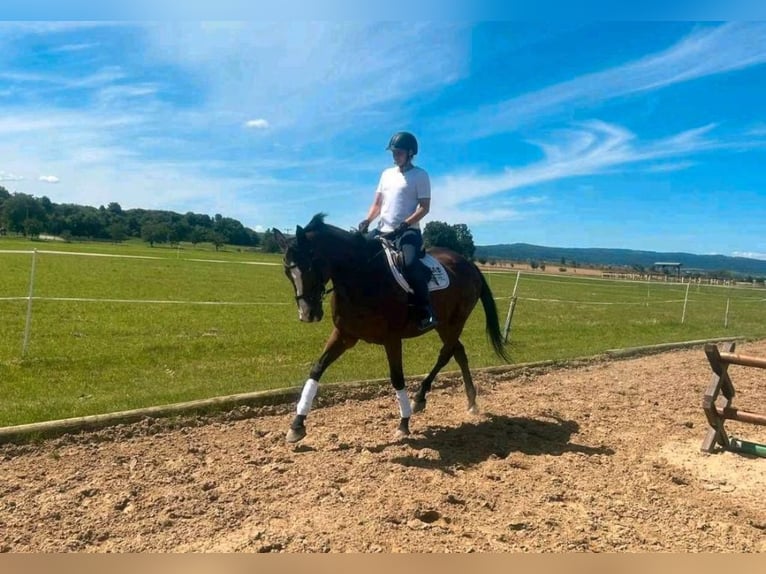 Pura sangre irlandés Caballo castrado 12 años 166 cm Castaño in Quedlinburg