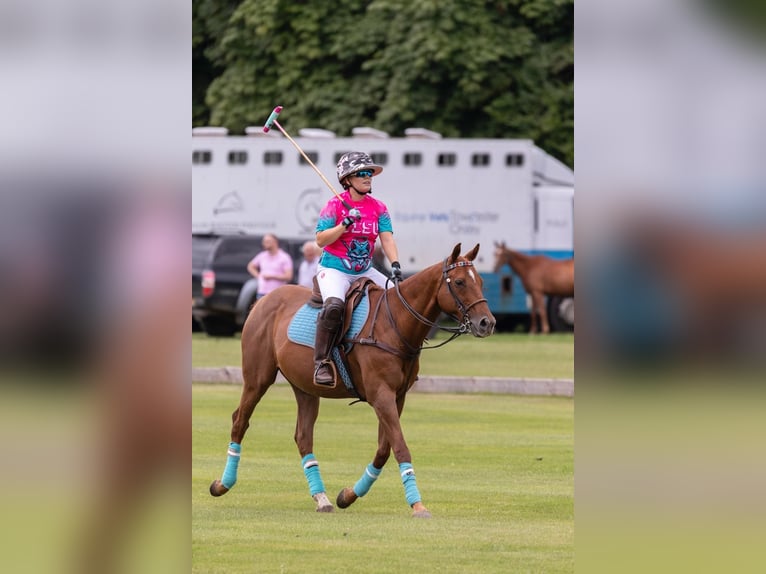 Pura sangre irlandés Caballo castrado 12 años Alazán-tostado in warwickshire