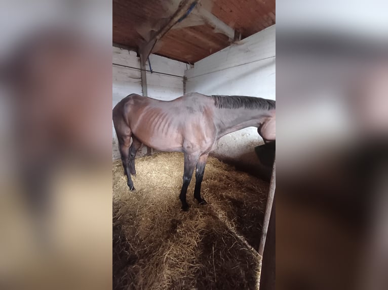 Pura sangre irlandés Caballo castrado 13 años 160 cm in Dendermonde