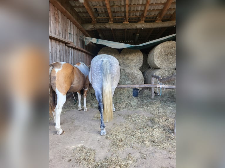 Pura sangre irlandés Mestizo Caballo castrado 13 años 165 cm Tordo rodado in Oberbarnim