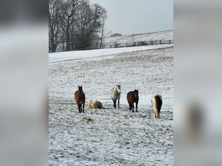 Pura sangre irlandés Mestizo Caballo castrado 13 años 165 cm Tordo rodado in Oberbarnim