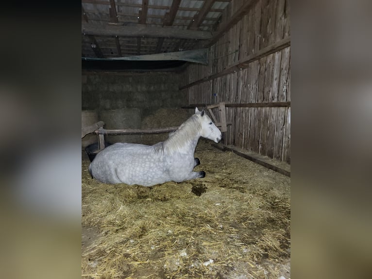 Pura sangre irlandés Mestizo Caballo castrado 13 años 165 cm Tordo rodado in Oberbarnim