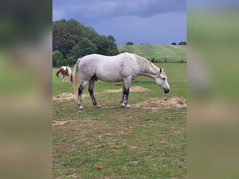 Pura sangre irlandés Mestizo Caballo castrado 13 años 165 cm Tordo rodado in Oberbarnim