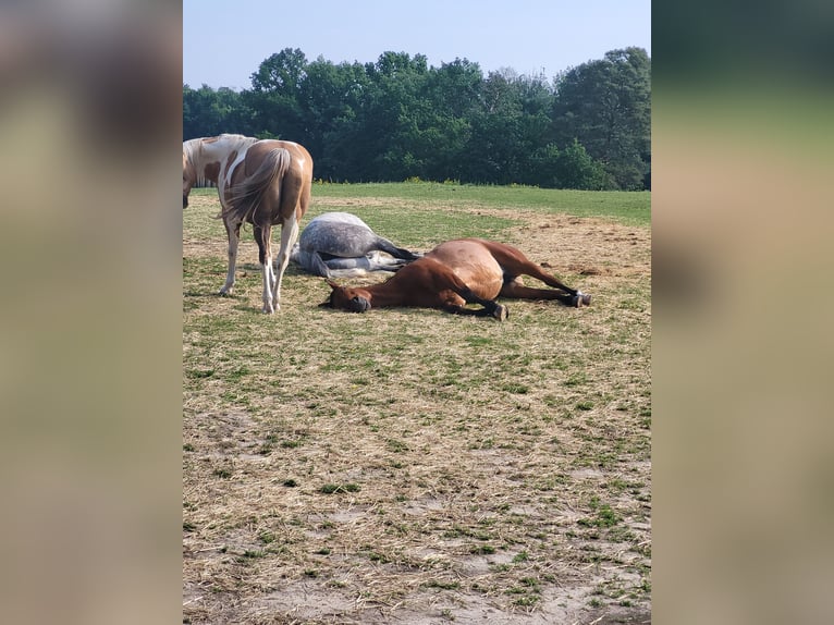 Pura sangre irlandés Mestizo Caballo castrado 13 años 165 cm Tordo rodado in Oberbarnim