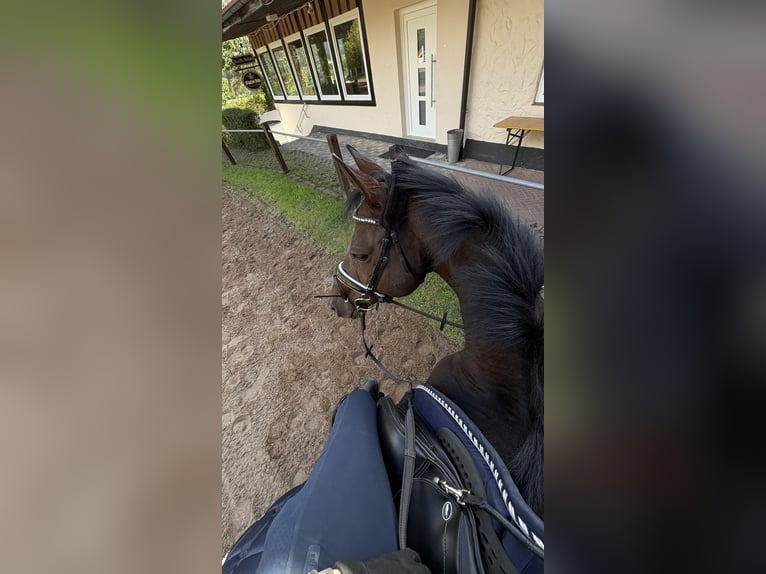 Pura sangre irlandés Caballo castrado 14 años 163 cm Castaño in WeismaiN