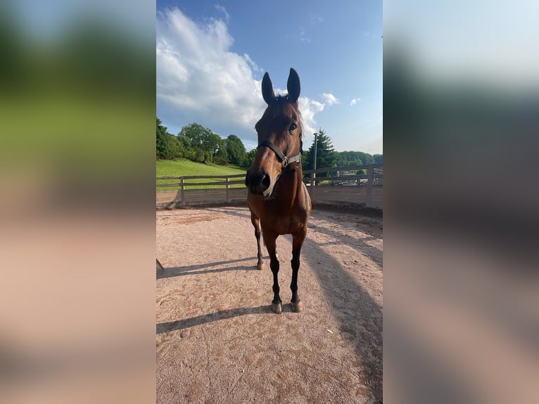 Pura sangre irlandés Caballo castrado 14 años 163 cm Castaño in Weismain