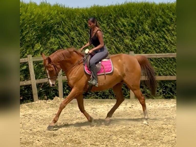 Pura sangre irlandés Caballo castrado 14 años 165 cm Alazán in bornem