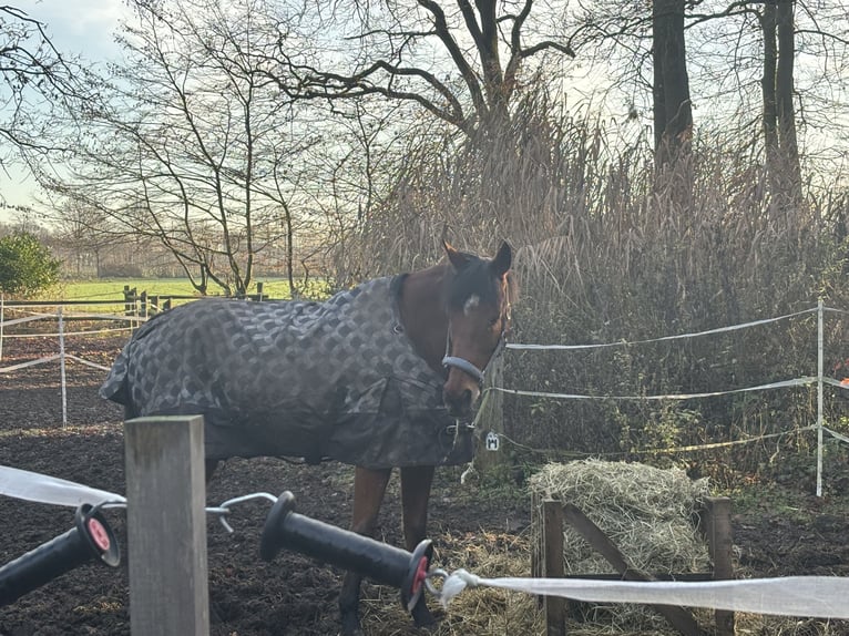 Pura sangre irlandés Caballo castrado 14 años 168 cm Alazán-tostado in Beelen
