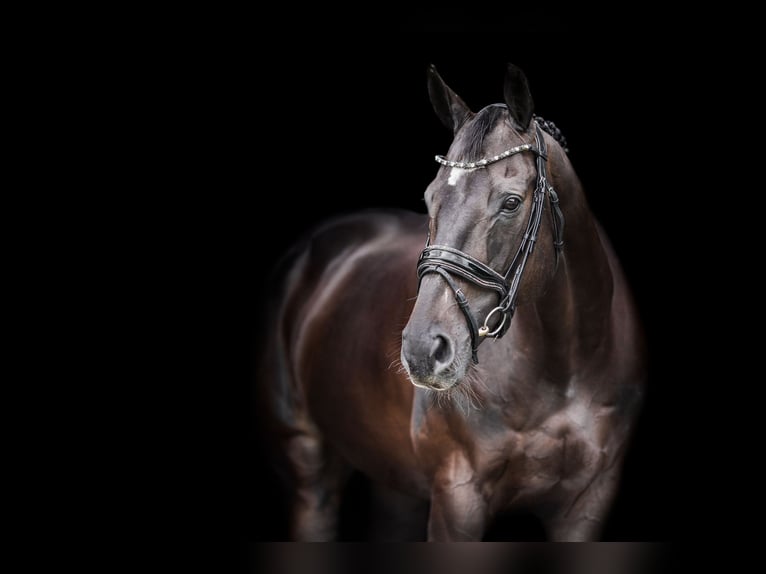 Pura sangre irlandés Caballo castrado 15 años 170 cm Castaño oscuro in Boxmeer