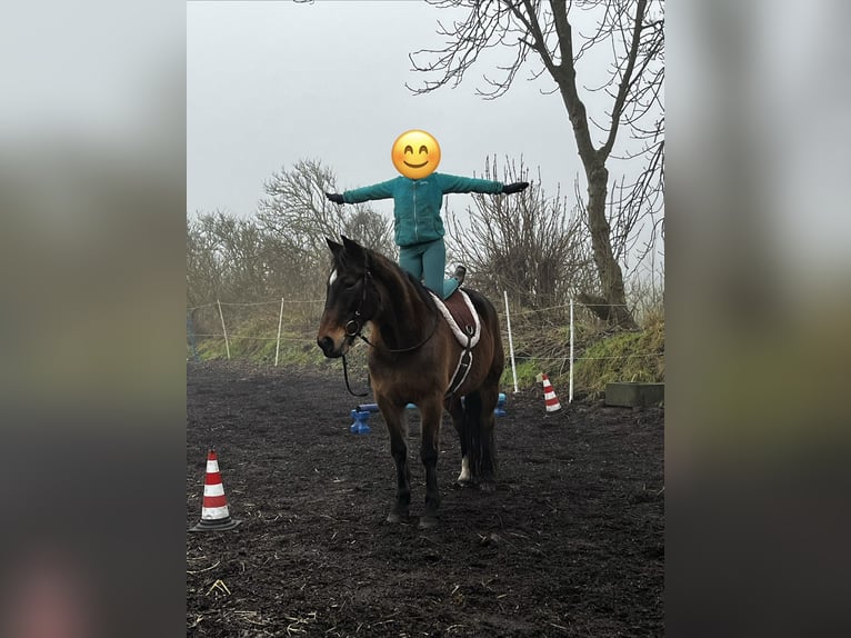 Pura sangre irlandés Caballo castrado 17 años 152 cm Castaño oscuro in Schlichting