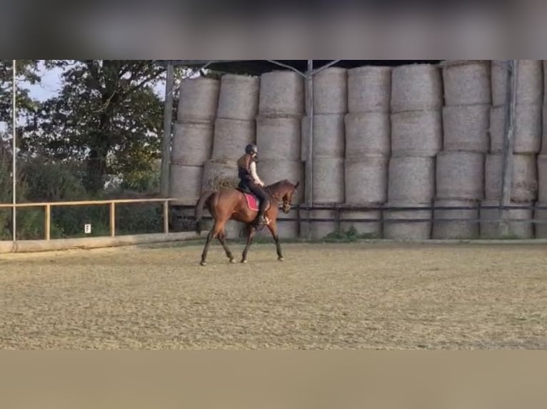 Pura sangre irlandés Caballo castrado 18 años 161 cm Castaño in Rheinberg