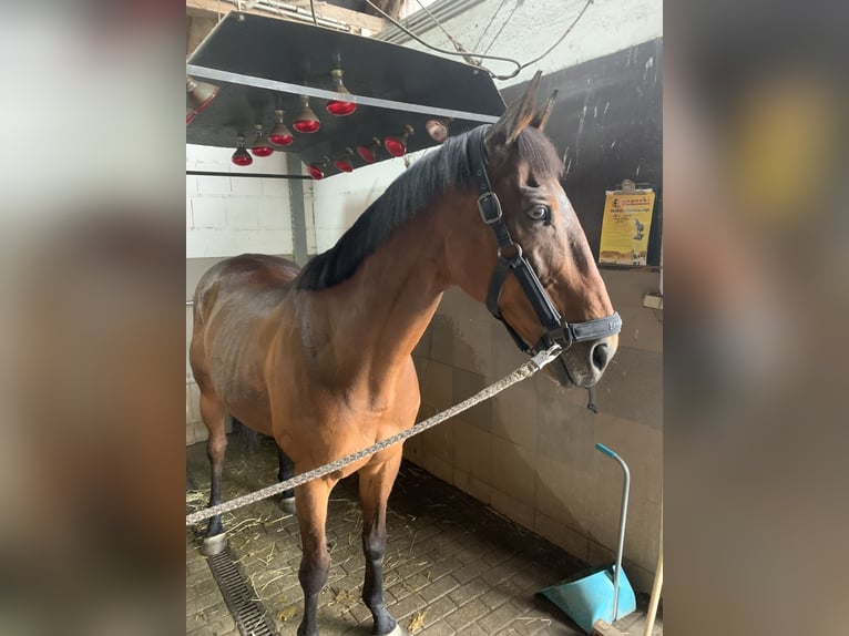 Pura sangre irlandés Caballo castrado 18 años 161 cm Castaño in Rheinberg