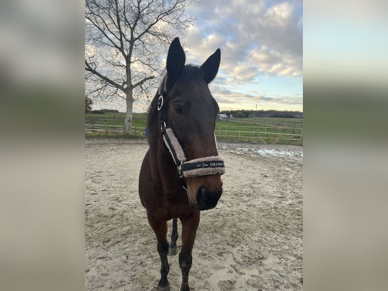 Pura sangre irlandés Caballo castrado 18 años 161 cm Castaño in Rheinberg