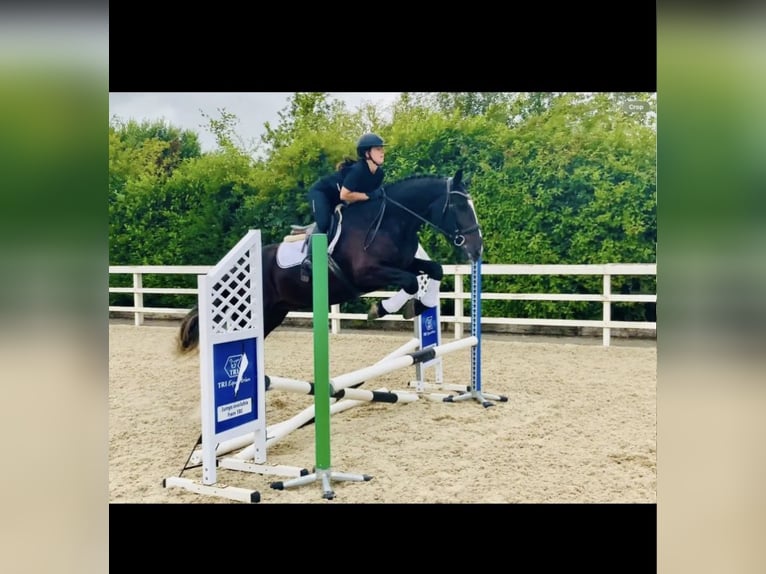 Pura sangre irlandés Caballo castrado 4 años 142 cm Negro in Valley Park
