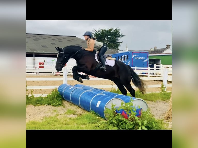 Pura sangre irlandés Caballo castrado 4 años 142 cm Negro in Valley Park