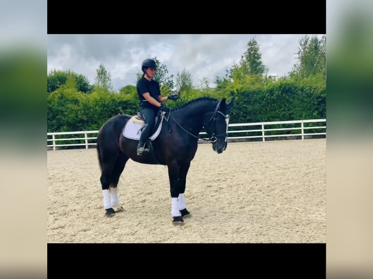 Pura sangre irlandés Caballo castrado 4 años 142 cm Negro in Valley Park