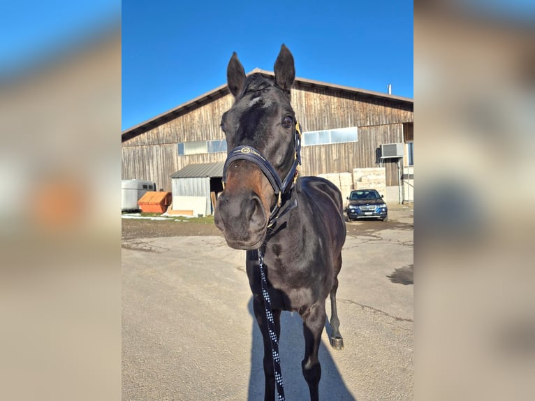 Pura sangre irlandés Caballo castrado 4 años 158 cm Castaño in Arnegg