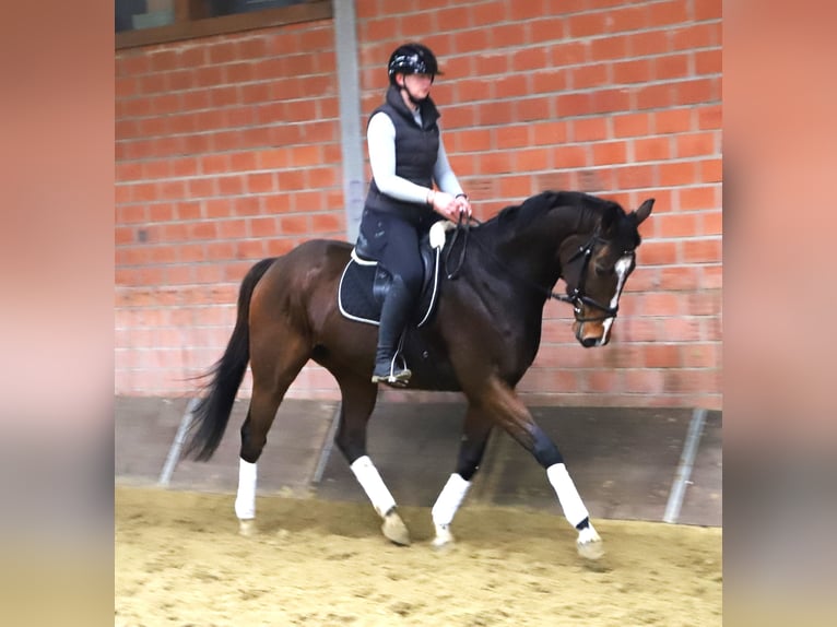 Pura sangre irlandés Mestizo Caballo castrado 4 años 165 cm Castaño in uelsen