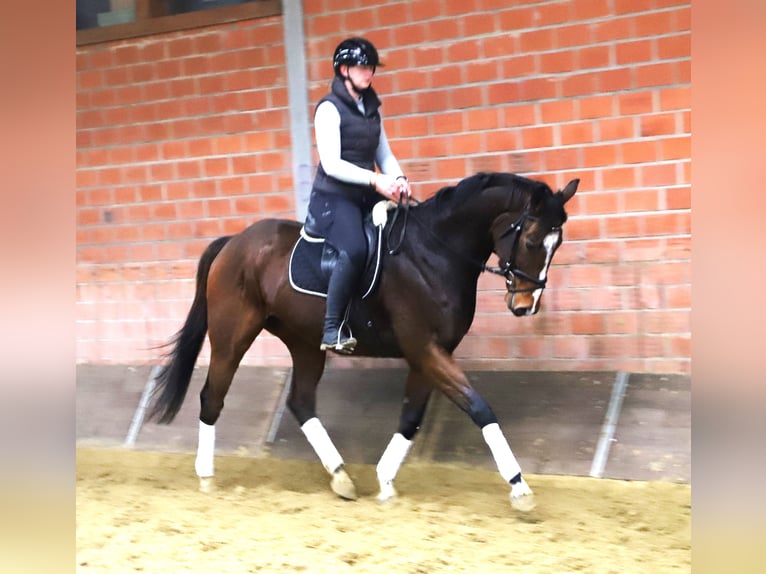 Pura sangre irlandés Mestizo Caballo castrado 4 años 165 cm Castaño in uelsen