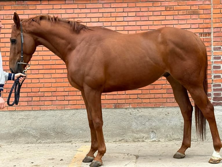 Pura sangre irlandés Caballo castrado 4 años 170 cm Alazán in Muggiò