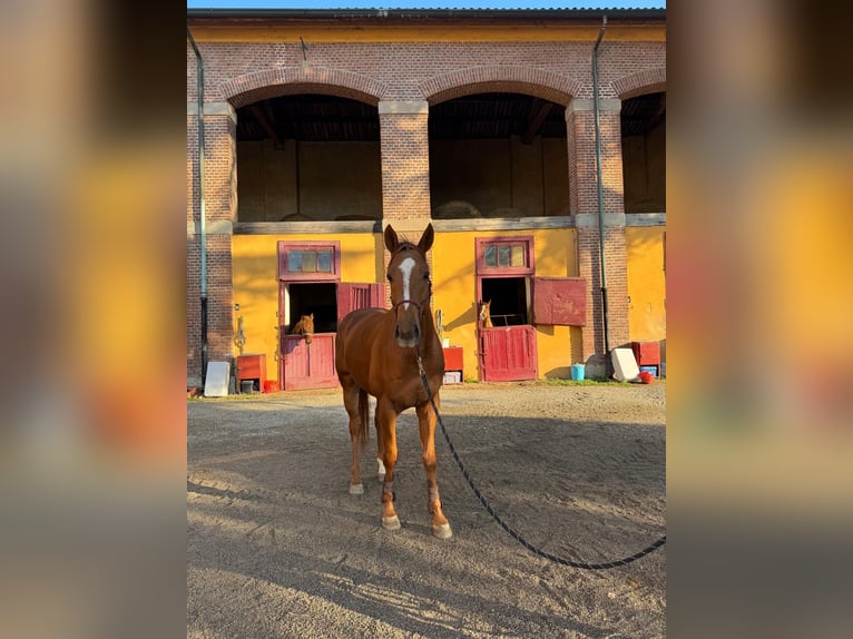 Pura sangre irlandés Caballo castrado 4 años 170 cm Alazán in Muggiò