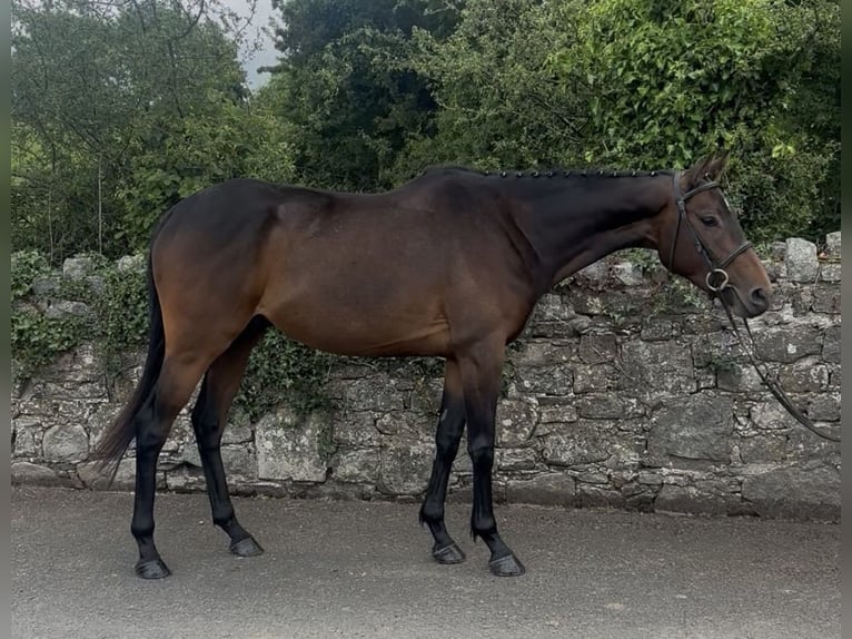 Pura sangre irlandés Caballo castrado 5 años 158 cm Castaño rojizo in Newry