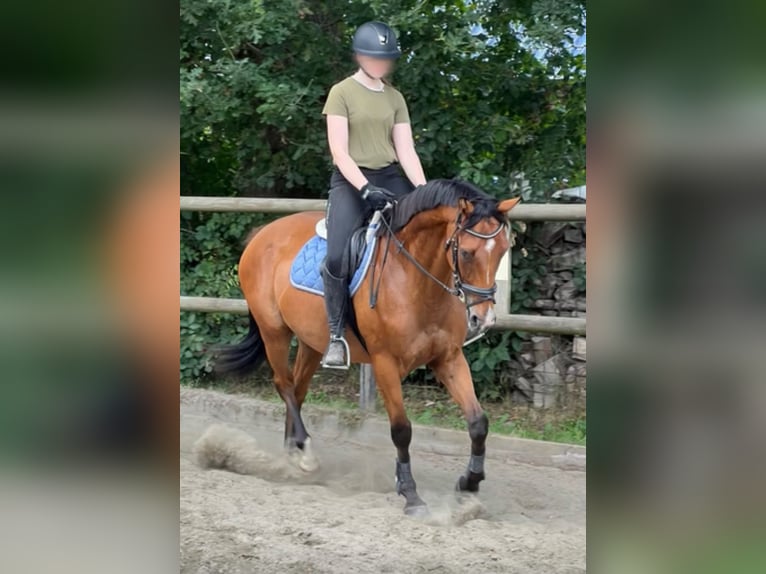 Pura sangre irlandés Caballo castrado 5 años 166 cm Castaño in Itzehoe
