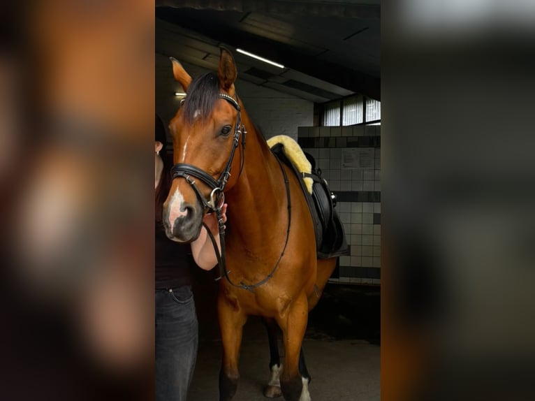 Pura sangre irlandés Caballo castrado 5 años 166 cm Castaño in Itzehoe