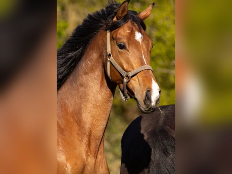 Pura sangre irlandés Caballo castrado 5 años 166 cm Castaño in Itzehoe