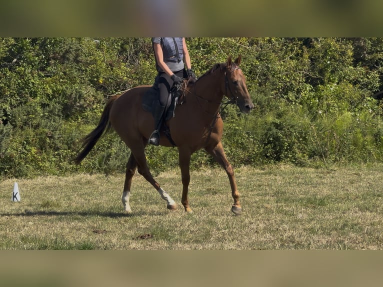 Pura sangre irlandés Caballo castrado 5 años 167 cm Alazán in Wexford, Ireland