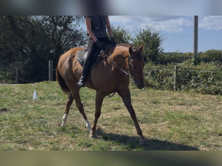 Pura sangre irlandés Caballo castrado 5 años 167 cm Alazán in Wexford, Ireland