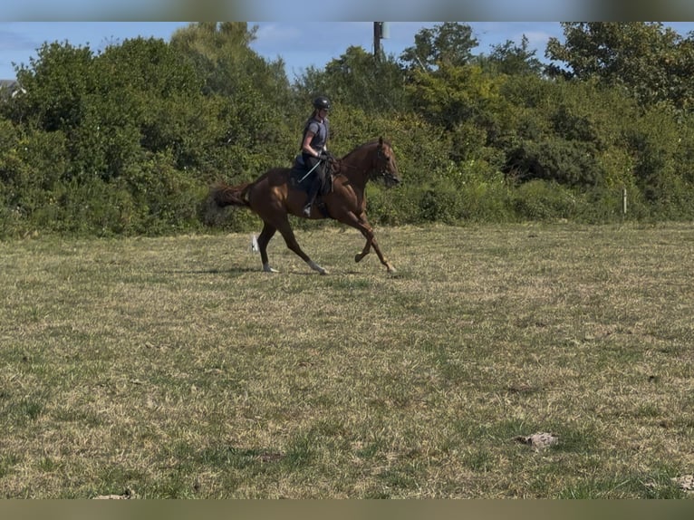 Pura sangre irlandés Caballo castrado 5 años 167 cm Alazán in Wexford, Ireland