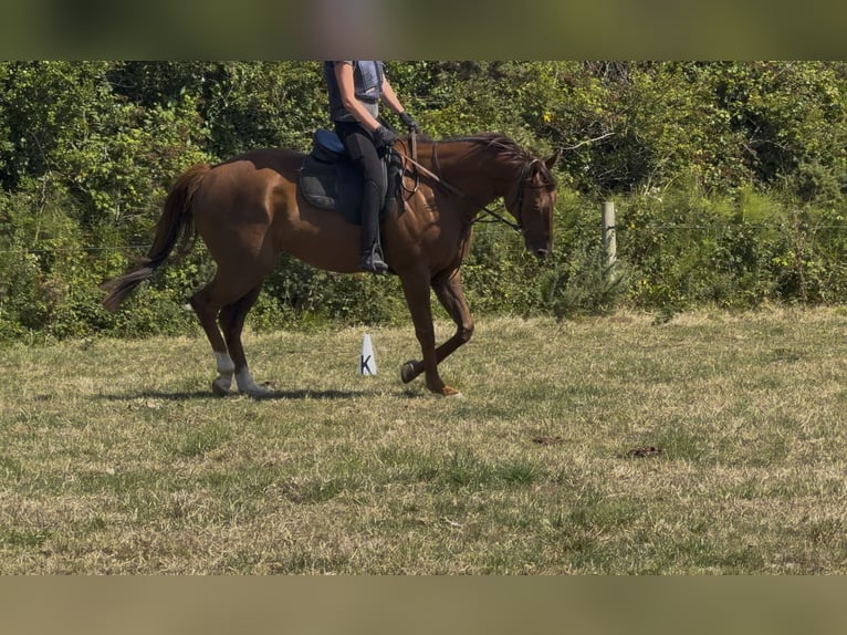 Pura sangre irlandés Caballo castrado 5 años 167 cm Alazán in Wexford, Ireland