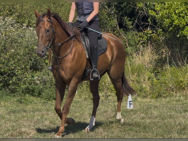 Pura sangre irlandés Caballo castrado 5 años 167 cm Alazán in Wexford, Ireland