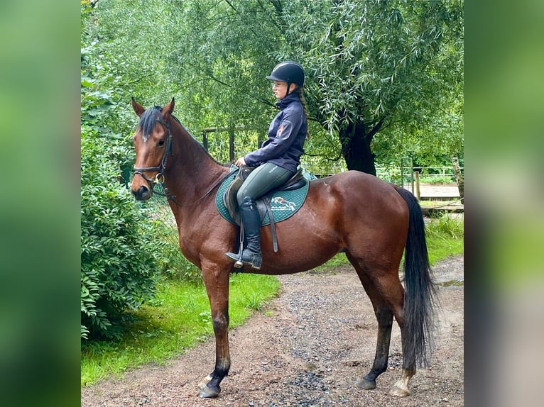 Pura sangre irlandés Caballo castrado 5 años Castaño in D&#xF6;beln