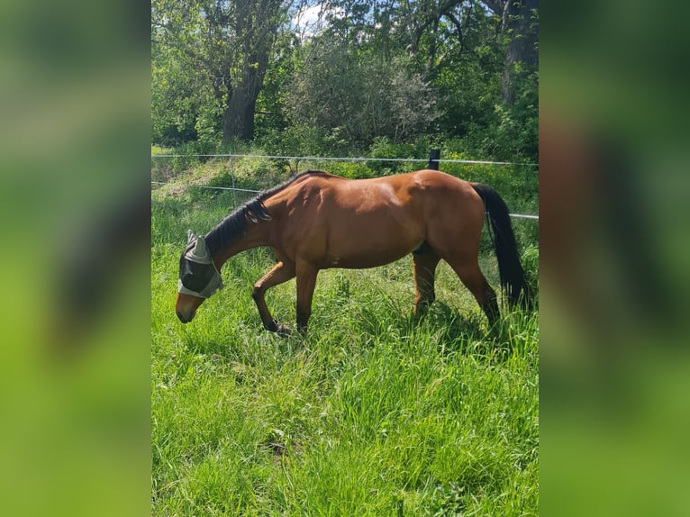 Pura sangre irlandés Caballo castrado 6 años 163 cm Castaño in Elsteraue